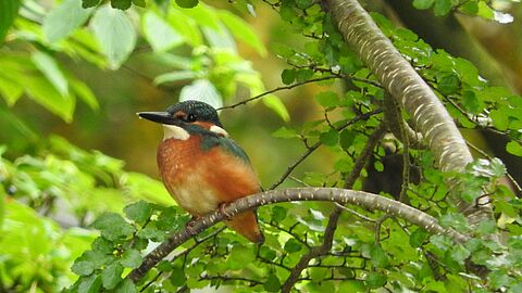 IJsvogel op boomtak op Rusthof