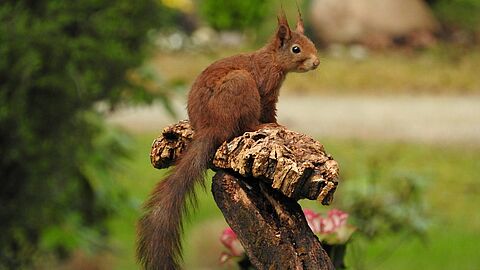 Eekhoorn op boomstam op Begraafplaats Rusthof